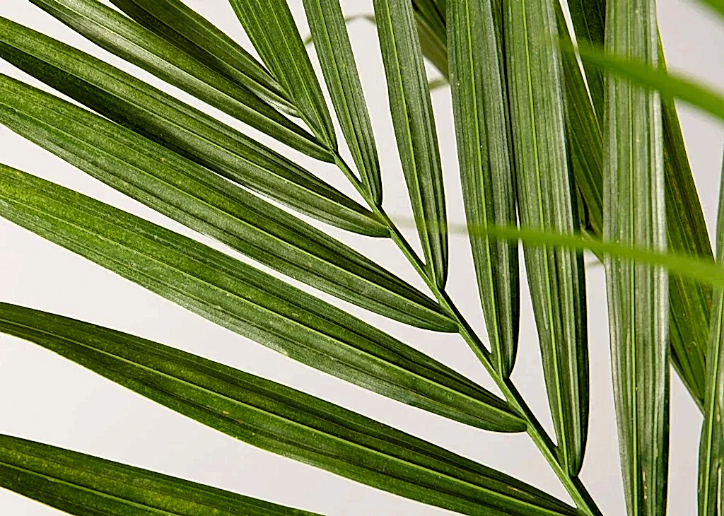 Large Majesty Palm