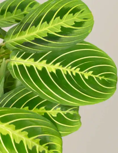 Maranta Lemon Lime