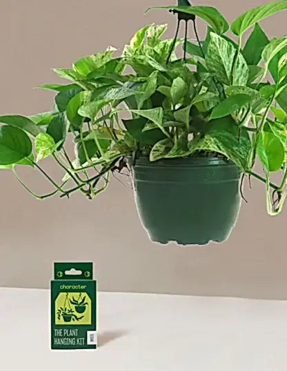 Pothos Marble Queen