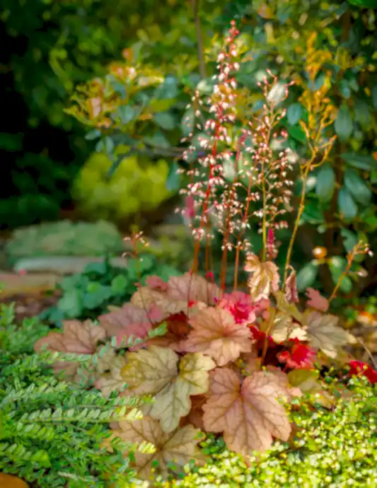 Marmalade Heuchera