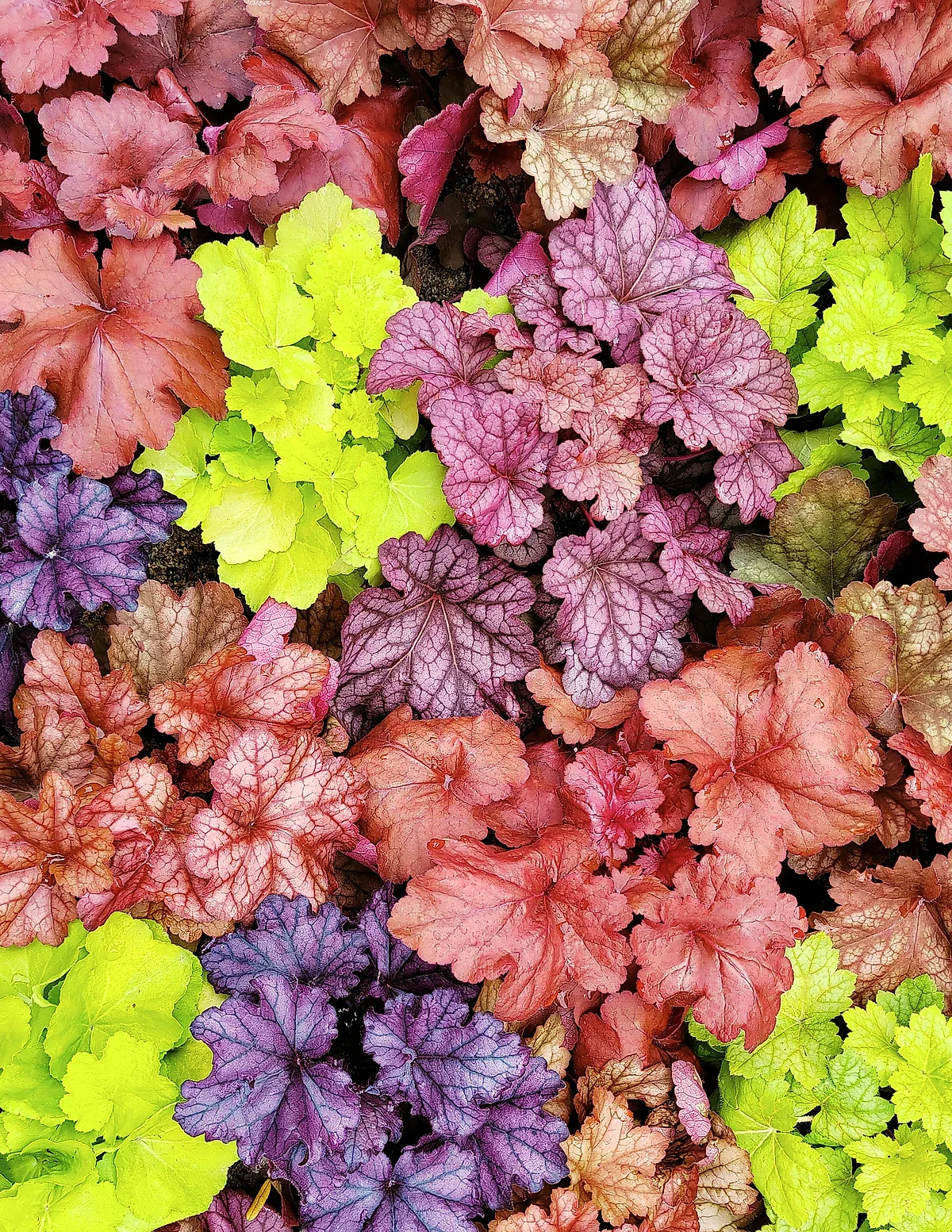 Marmalade Heuchera