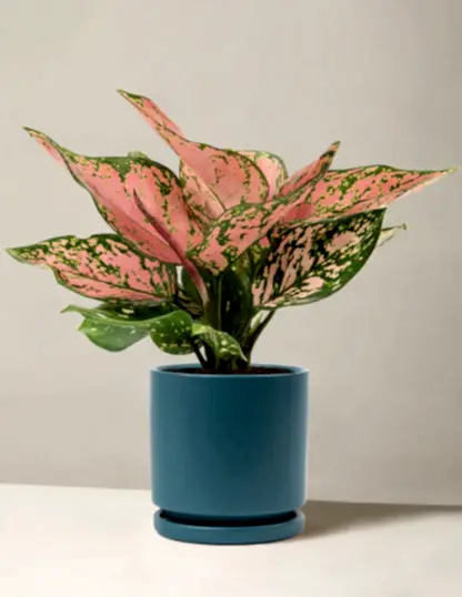 Aglaonema Wishes
