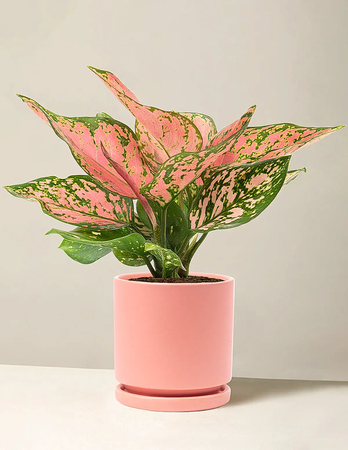 Aglaonema Wishes