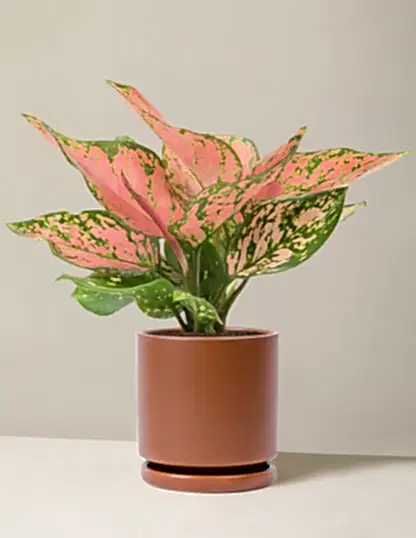 Aglaonema Wishes