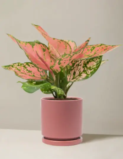 Aglaonema Wishes