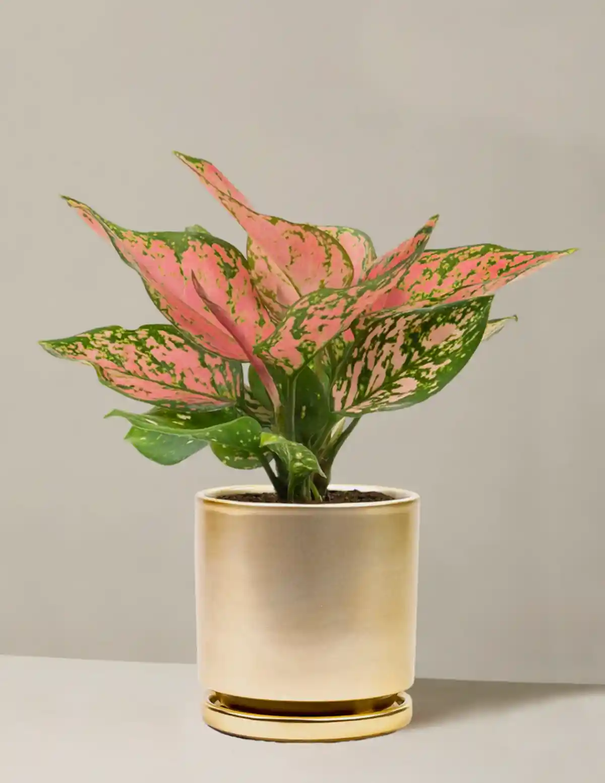 Aglaonema Wishes