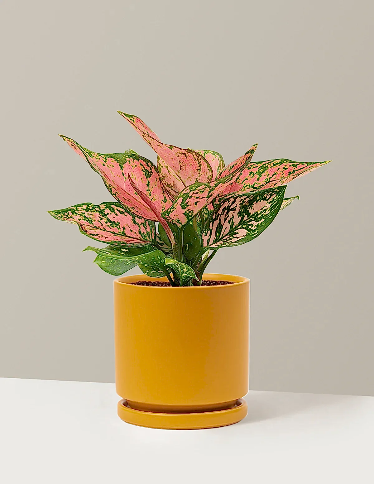Aglaonema Wishes