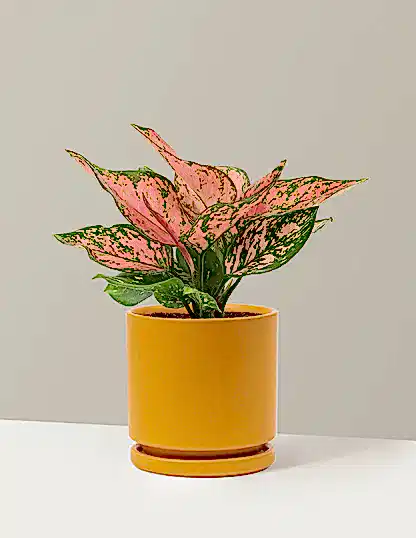 Aglaonema Wishes