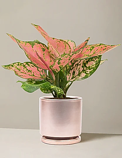 Aglaonema Wishes