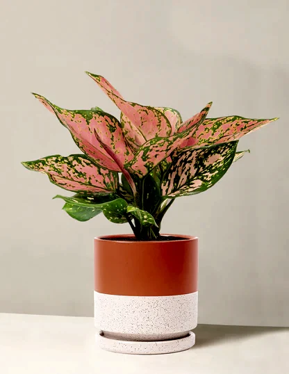 Aglaonema Wishes