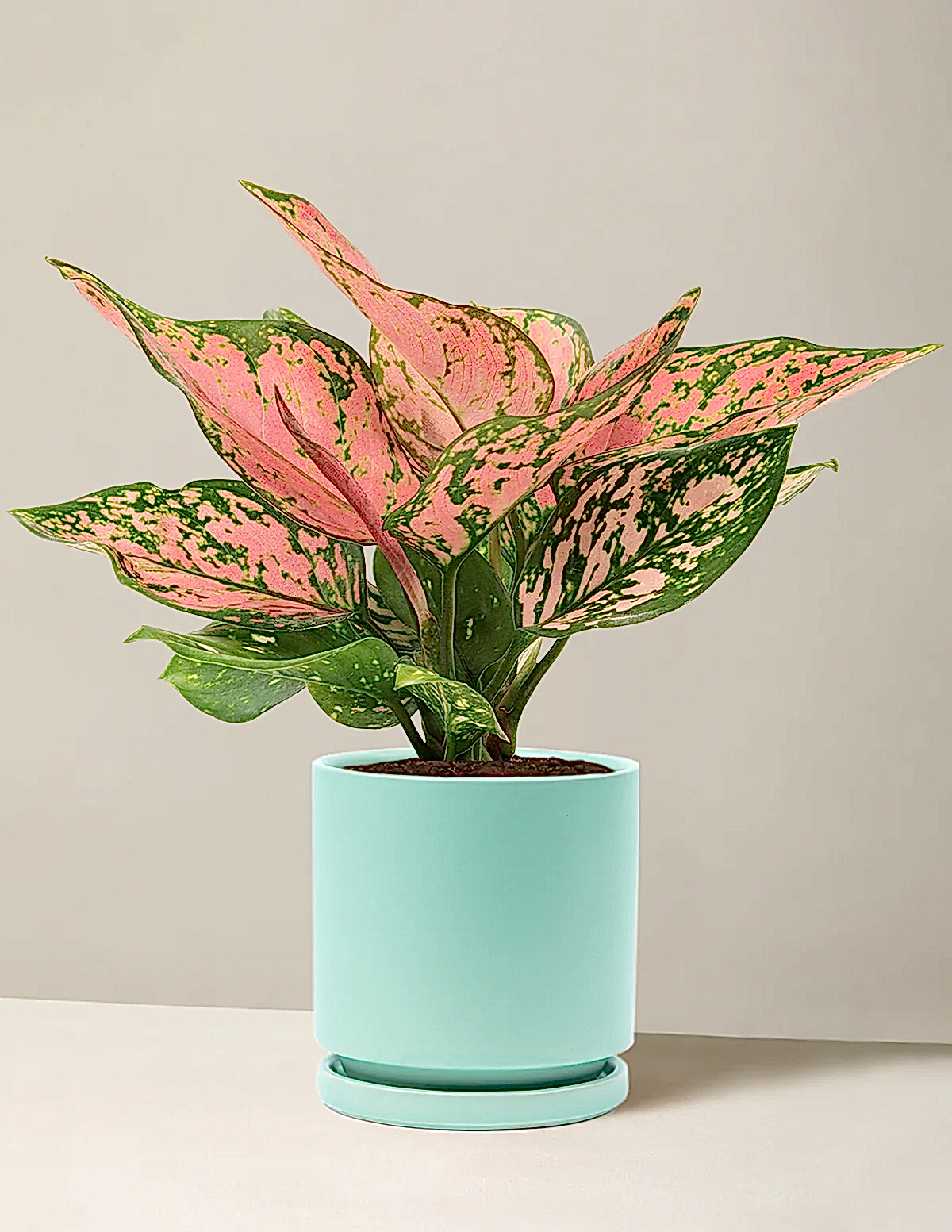 Aglaonema Wishes