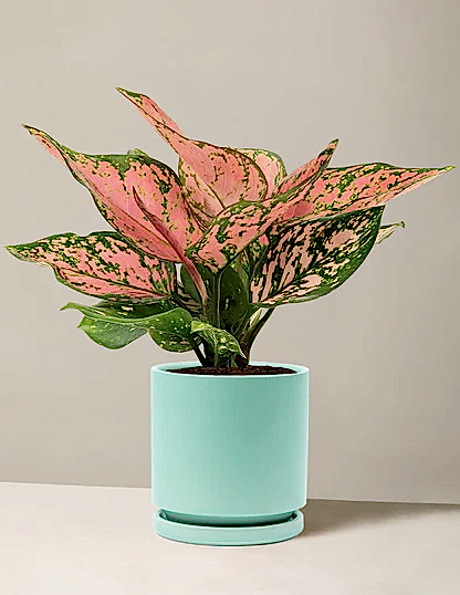 Aglaonema Wishes