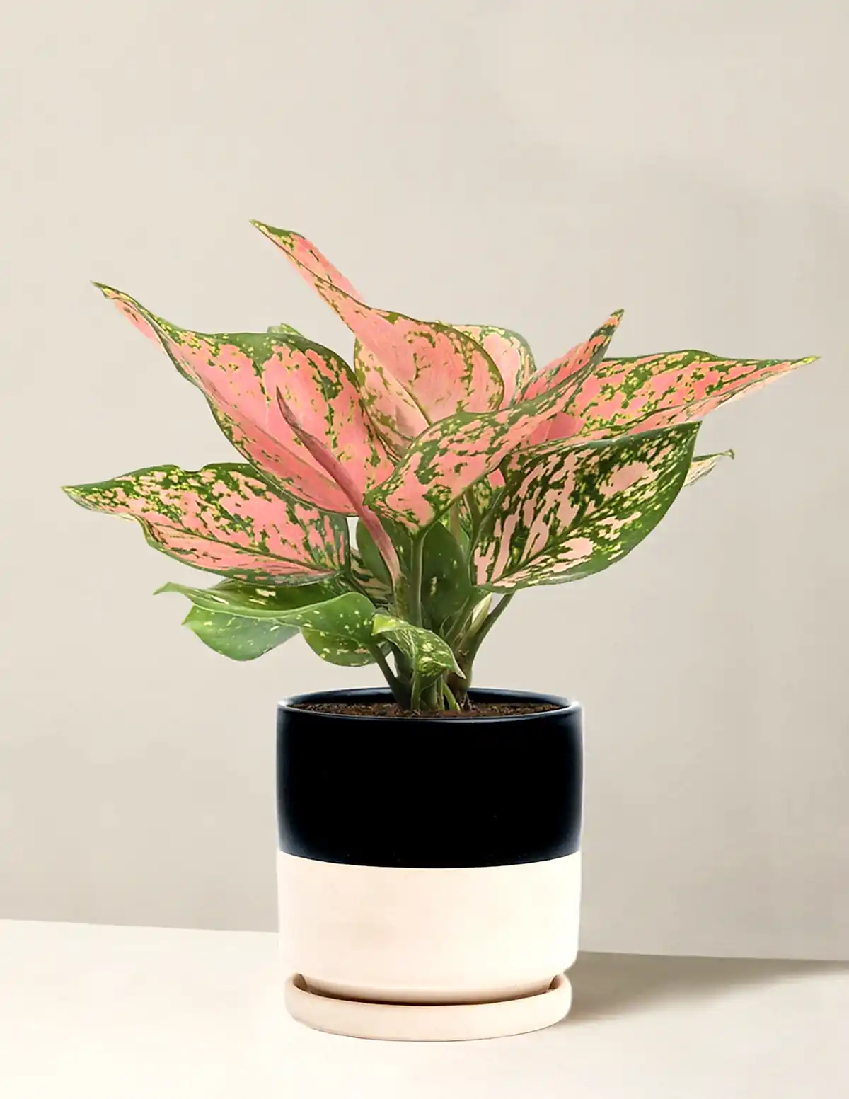 Aglaonema Wishes