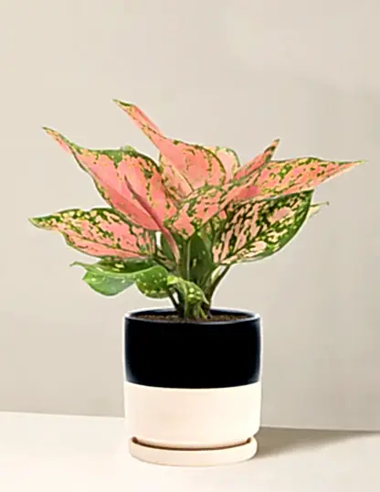 Aglaonema Wishes