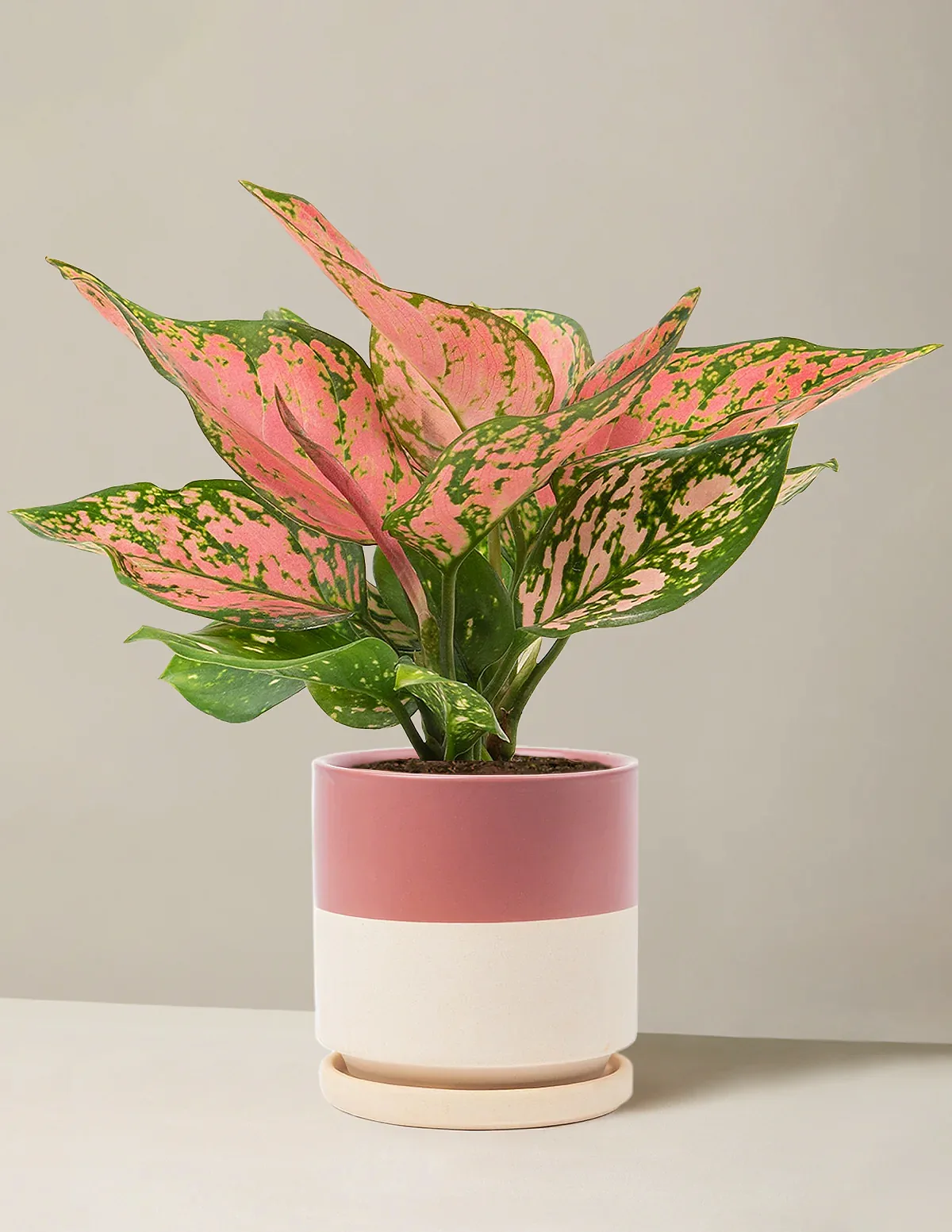 Aglaonema Wishes