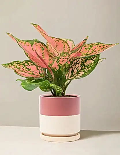 Aglaonema Wishes
