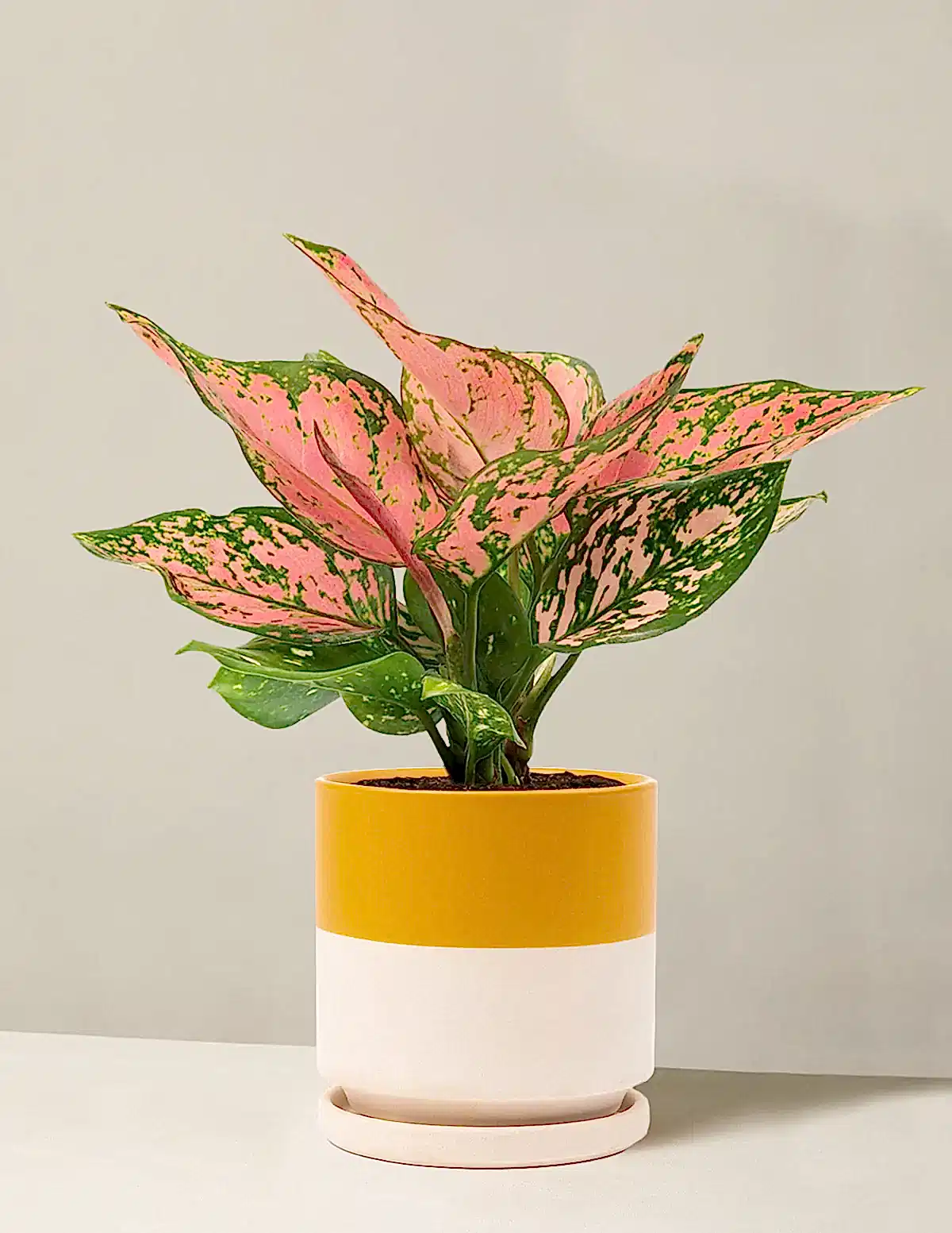 Aglaonema Wishes
