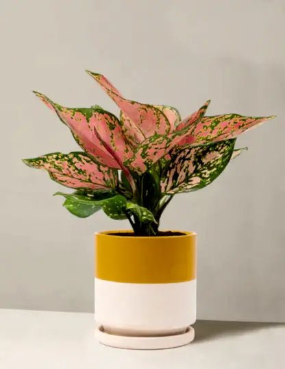 Aglaonema Wishes
