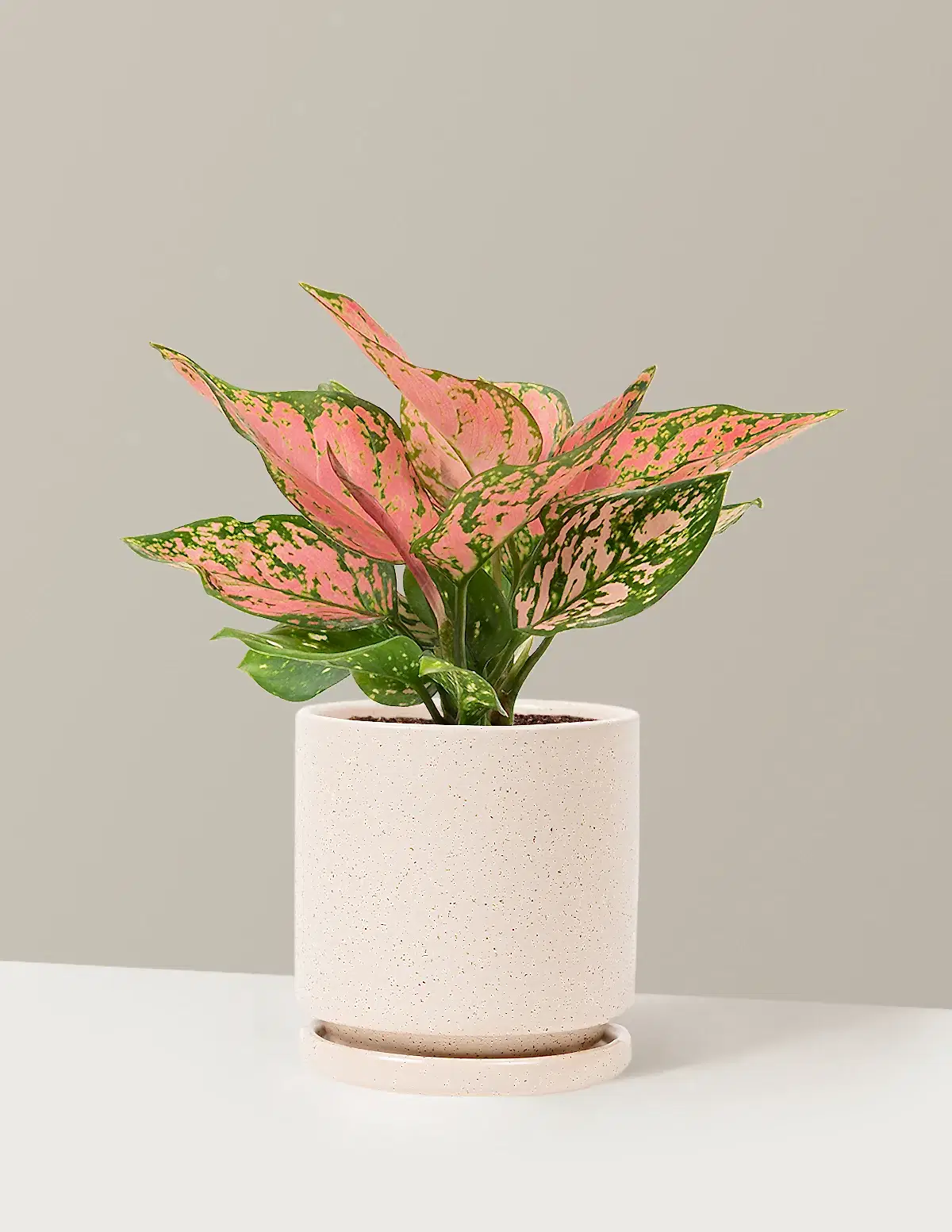 Aglaonema Wishes