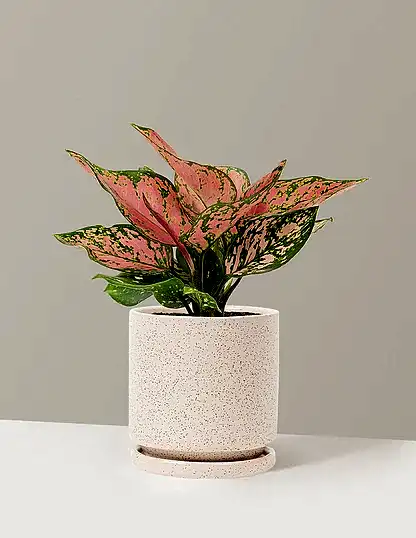 Aglaonema Wishes