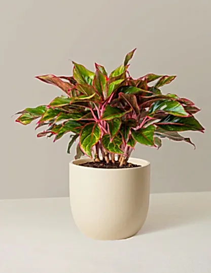 Aglaonema Siam