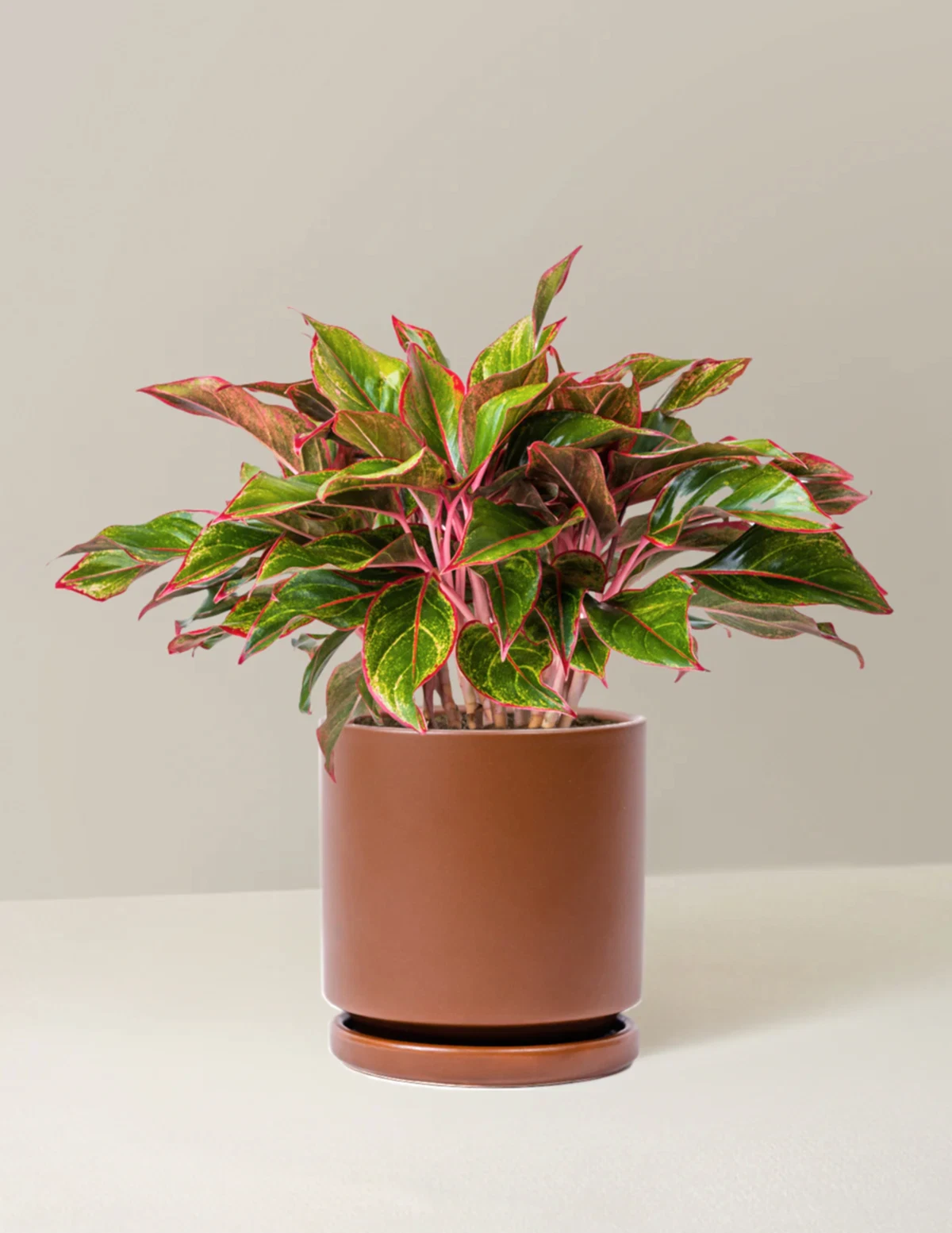 Aglaonema Siam