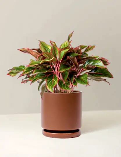 Aglaonema Siam