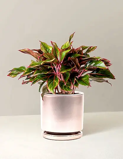 Aglaonema Siam