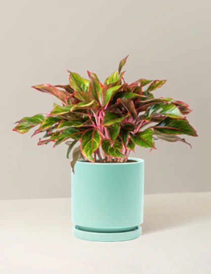 Aglaonema Siam