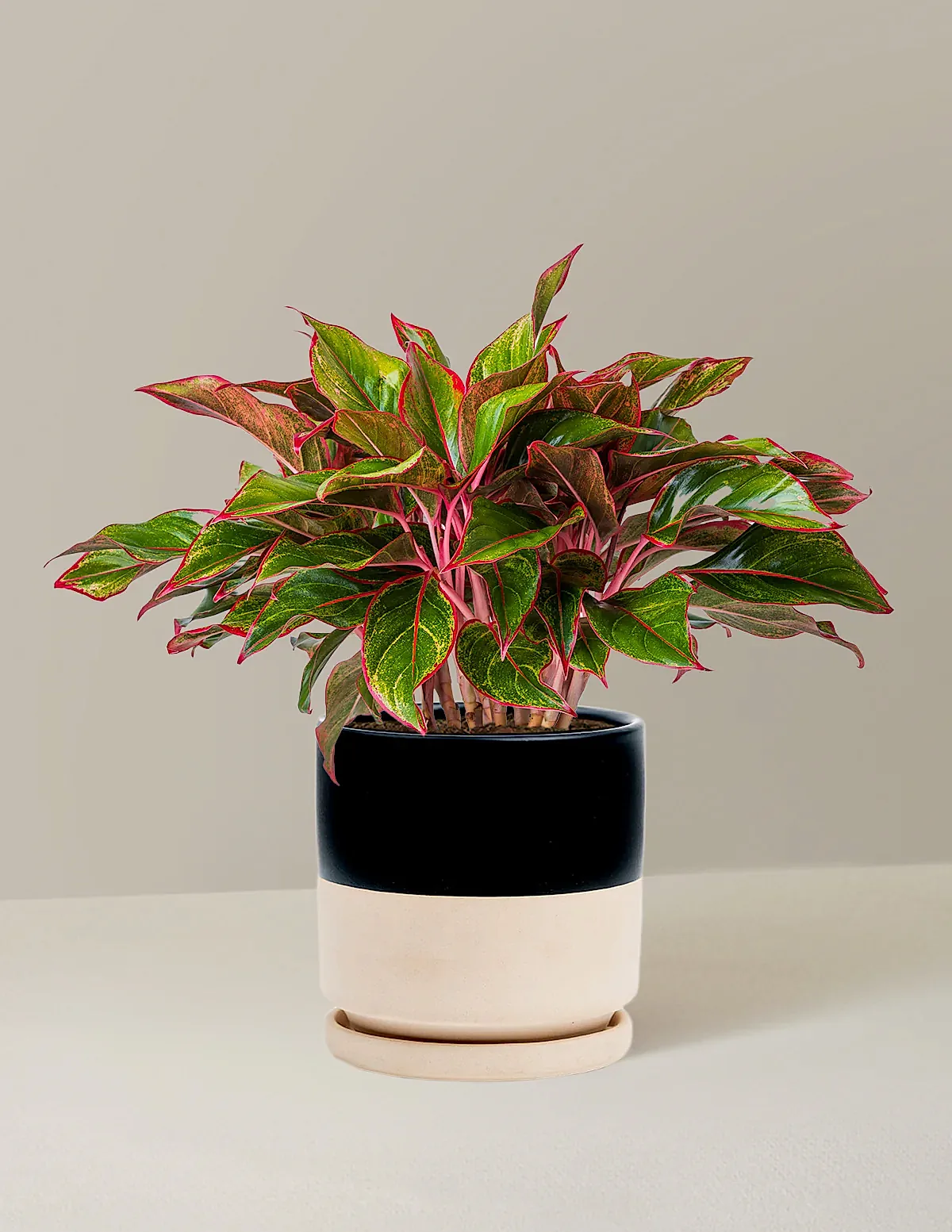 Aglaonema Siam