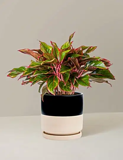 Aglaonema Siam