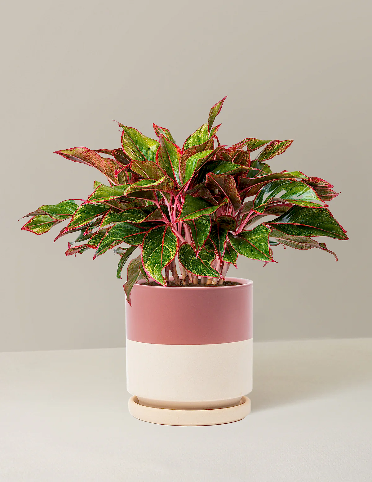 Aglaonema Siam