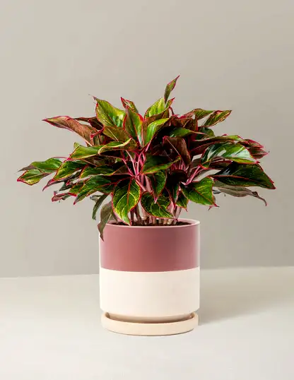 Aglaonema Siam