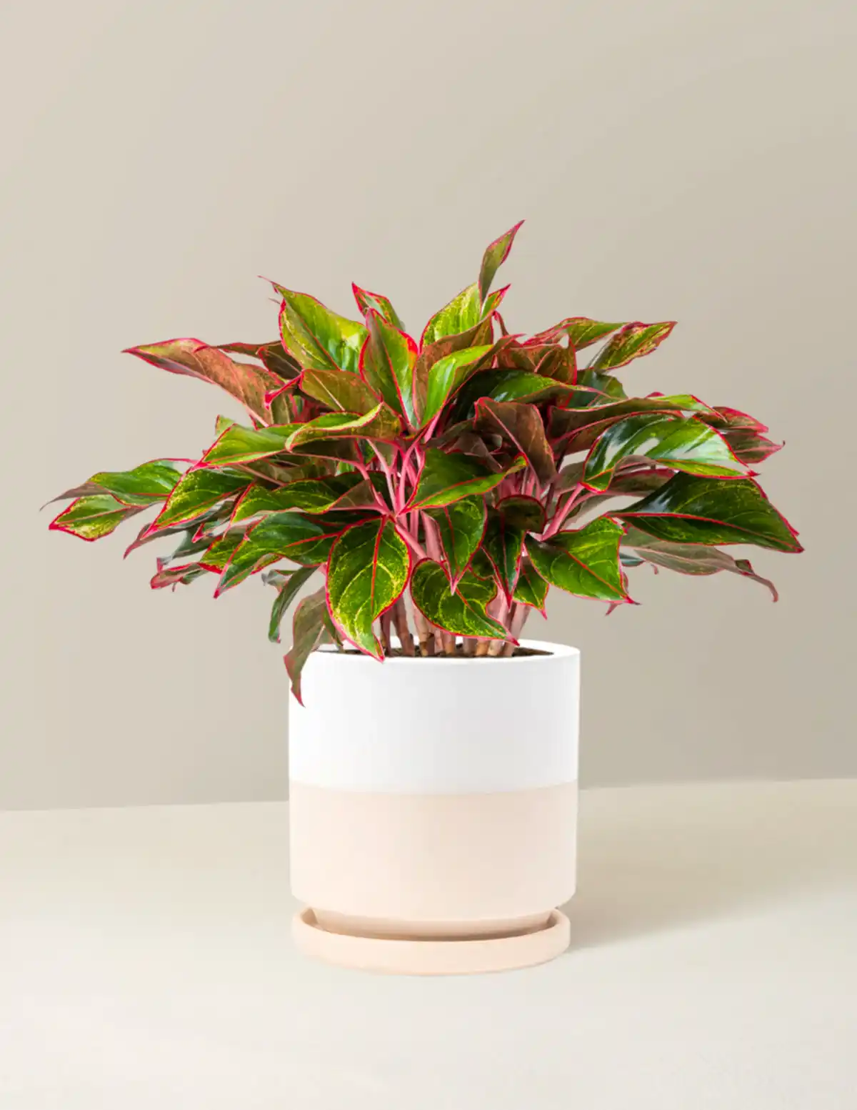 Aglaonema Siam