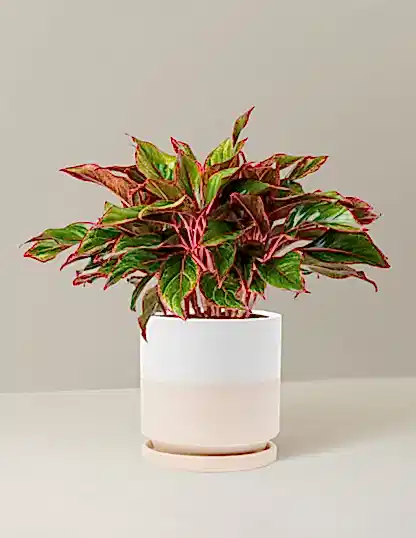 Aglaonema Siam