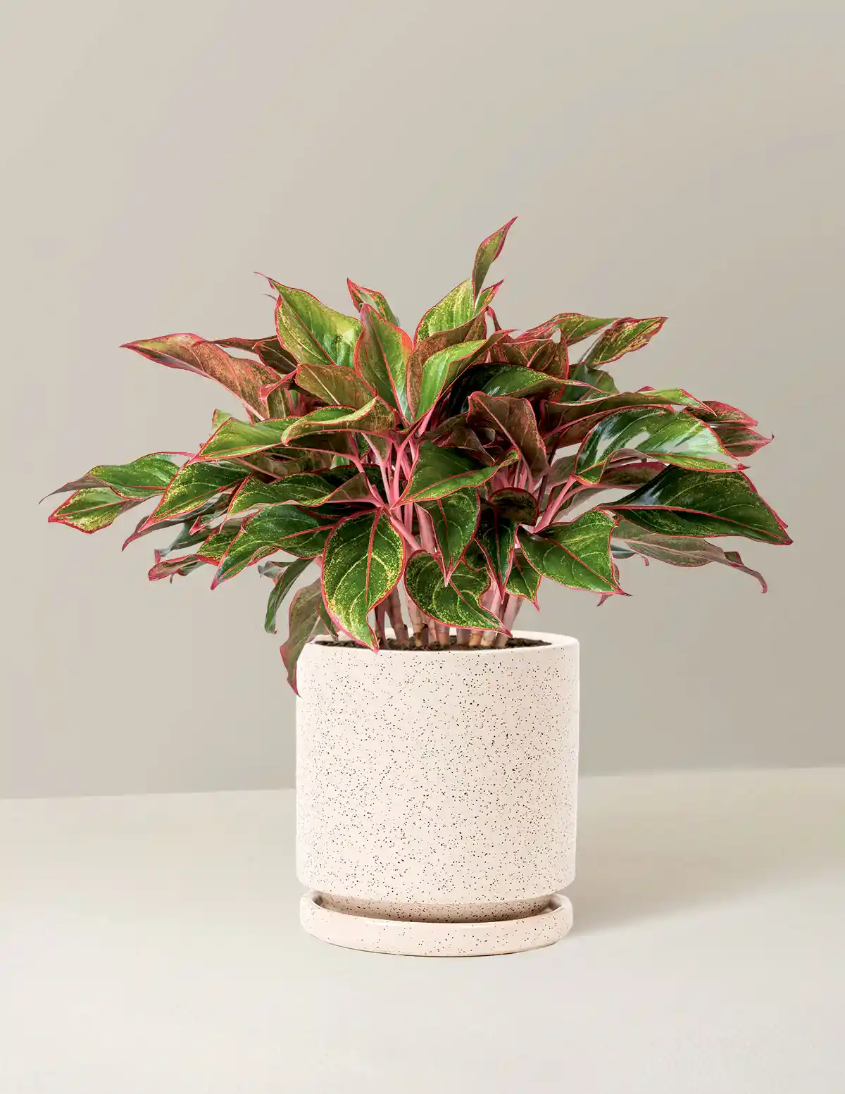 Aglaonema Siam