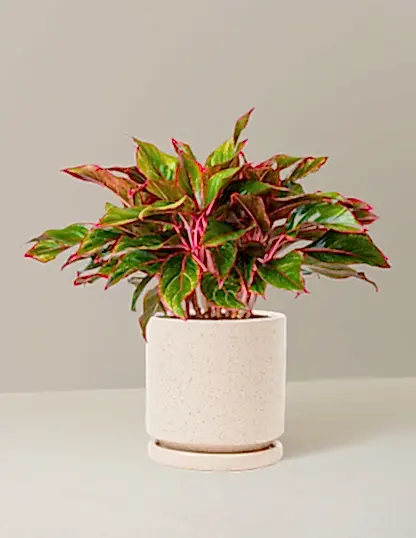 Aglaonema Siam