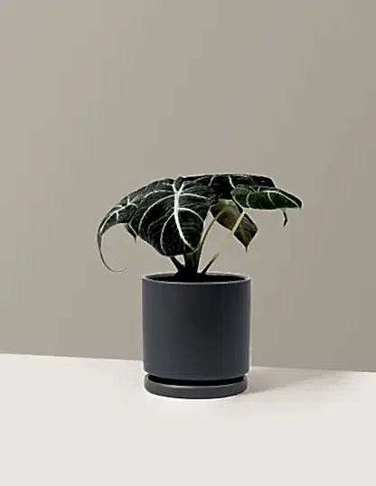 Alocasia 'Black Velvet'