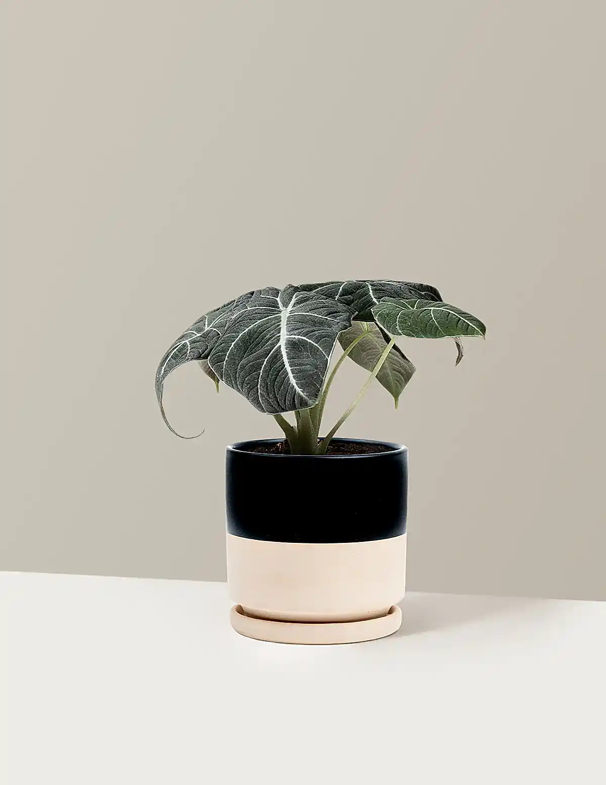 Alocasia 'Black Velvet'