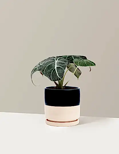 Alocasia 'Black Velvet'