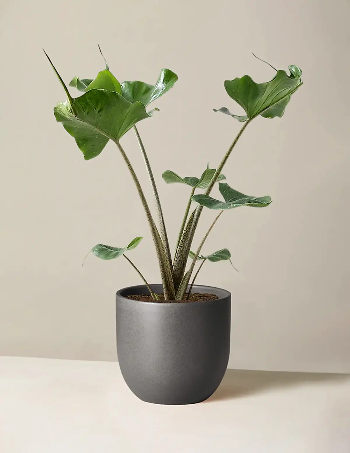 Alocasia Stingray