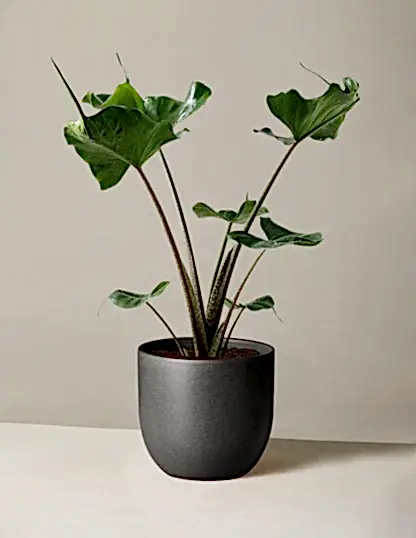 Alocasia Stingray