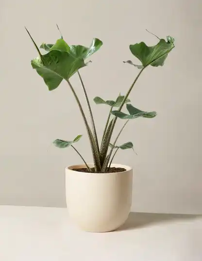Alocasia Stingray