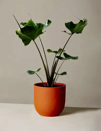 Alocasia Stingray