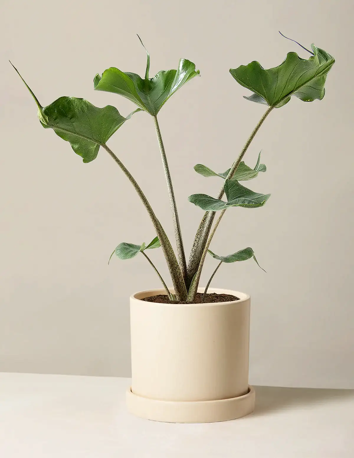 Alocasia Stingray