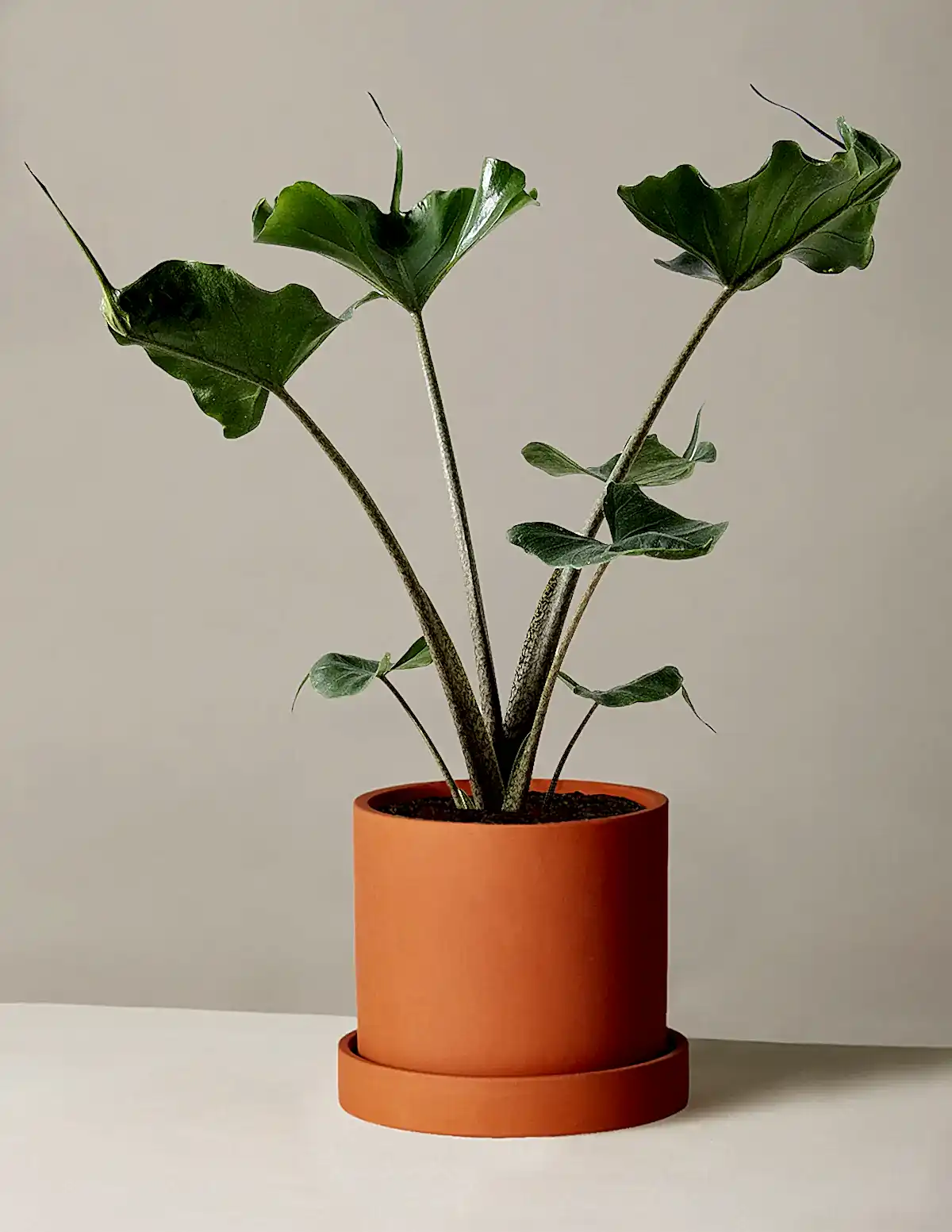 Alocasia Stingray