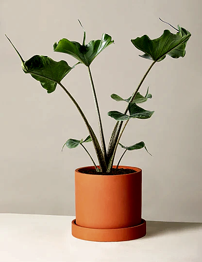 Alocasia Stingray