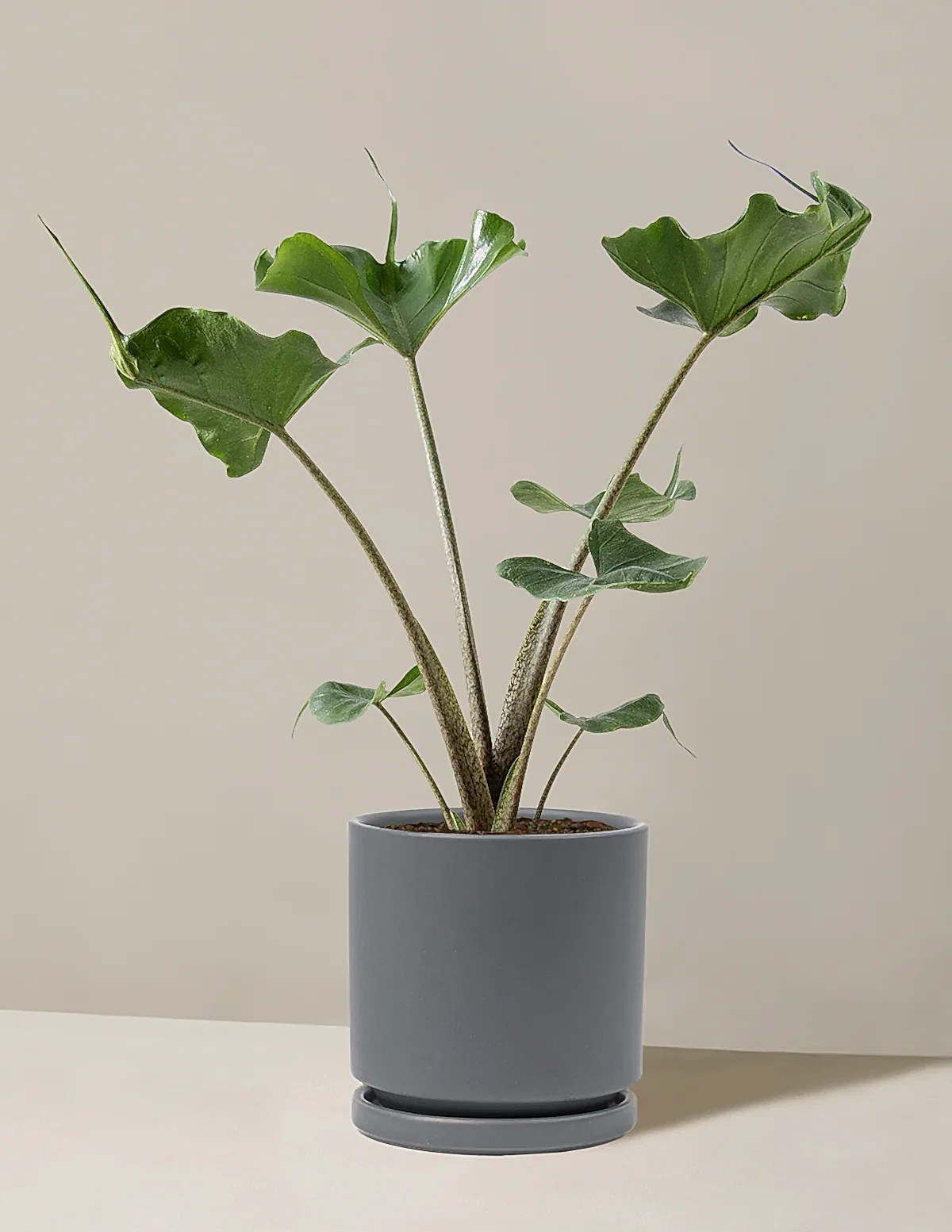 Alocasia Stingray