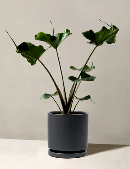 Alocasia Stingray