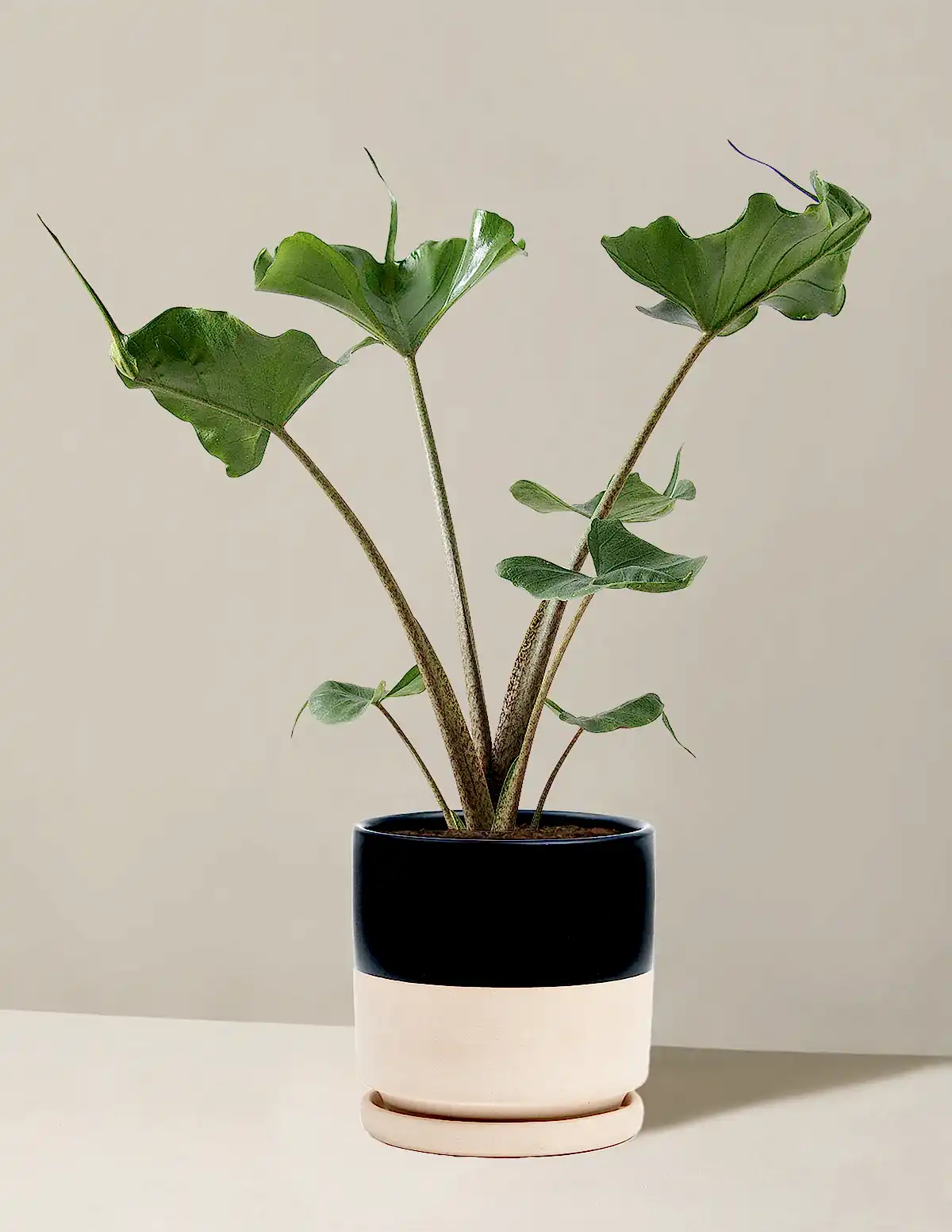 Alocasia Stingray